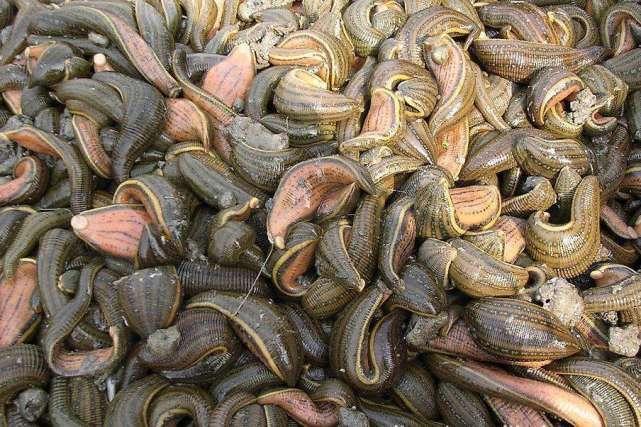 重口味!慎入!这10种美食,你敢吃吗?