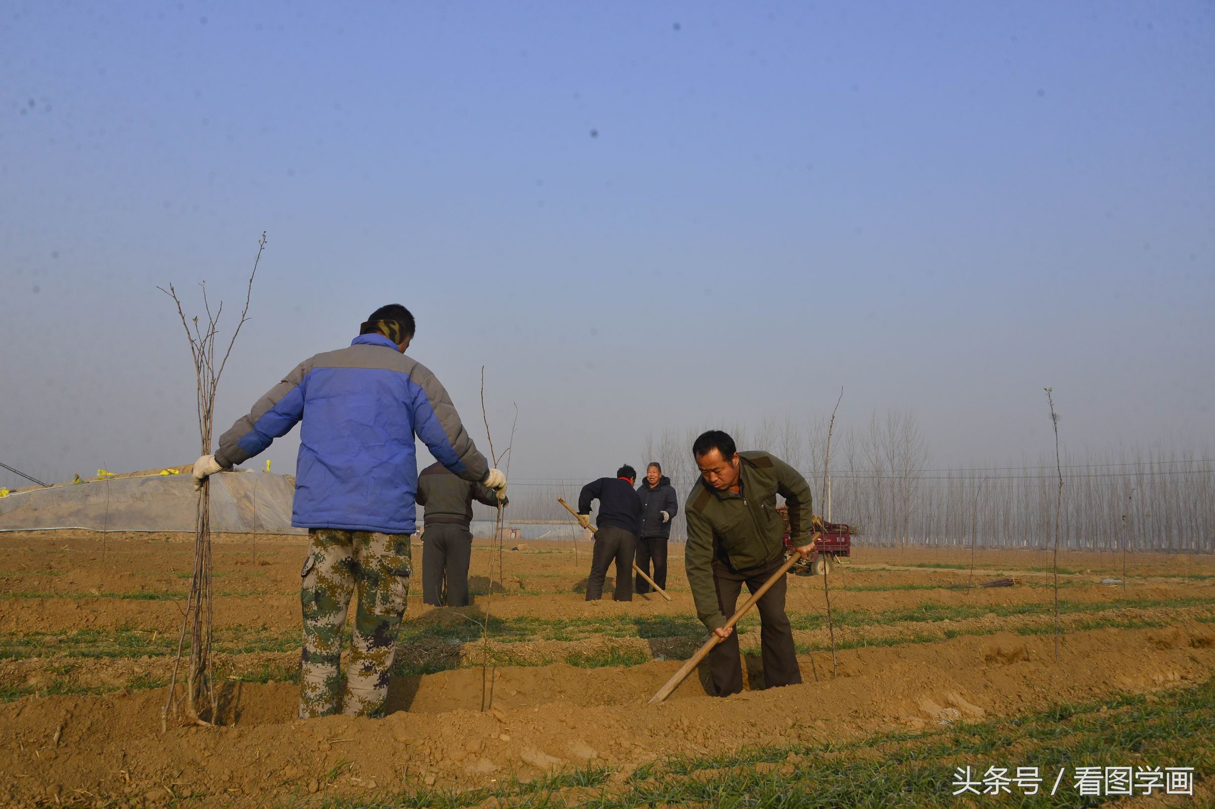 蔬菜大棚村又开始种植苹果五年后亩产量过万斤