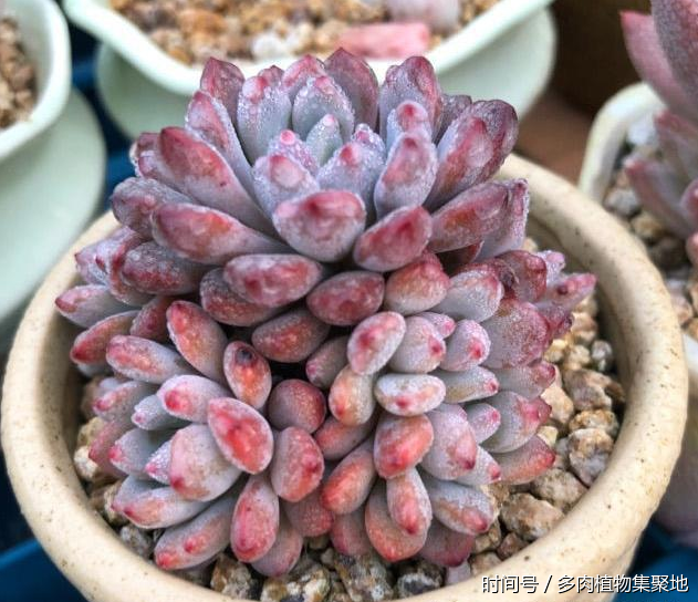 雨水对于多肉植物有什么作用?简单淋一下,爆盆