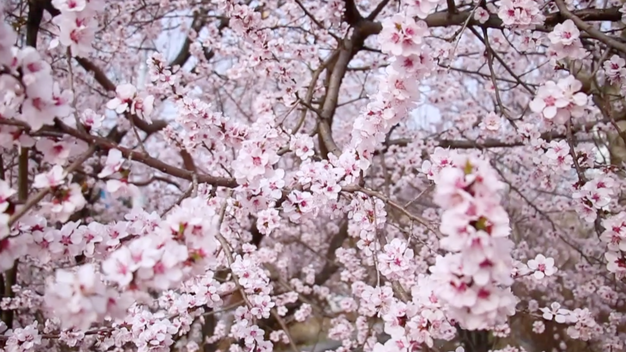 芳菲春日景!北京延庆杏花娇艳绽放,蜜蜂飞舞花枝间 芳菲春日景!北京延庆杏花娇艳绽放,蜜蜂飞舞花枝间