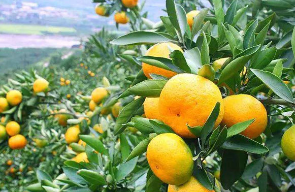 百亩柑橘嫁接换种,农民每亩收入上万元!