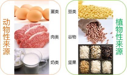 营养医学:蛋白质对人体生理功能的作用