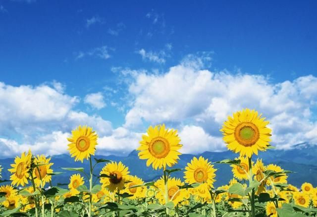 这3个生肖2018是潜力股,2019年家财万贯,全家