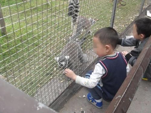 7岁男孩偷吃喂动物的饼干:我只是想尝尝零食是