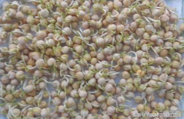 80后农民要快速致富 他种1种速生菜 种植10