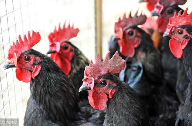 怎样养鸡才能赚钱,养殖鸡致富怎么做?