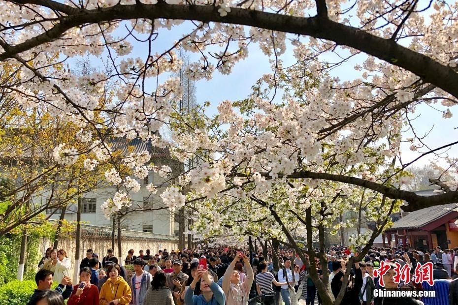 3月25日，游客在南京鸡鸣古刹门前的樱花大道上赏花拍照。近日，南京鸡鸣寺路两旁的樱花进入盛花期，吸引众多游人前来赏花。中新社记者泱波摄