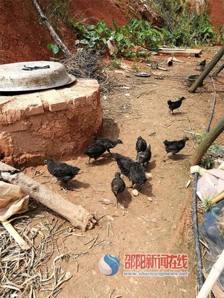 邵东交警大队:大力发展贫困村养殖产业 助推脱