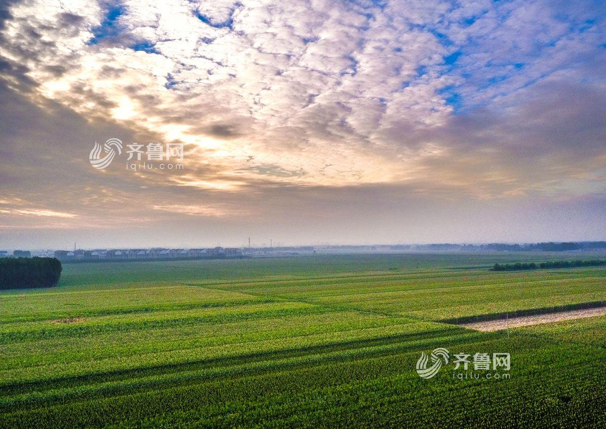 飞吧山东|斑斓田野邂逅最美朝霞 邹平田园初秋美景如油画
