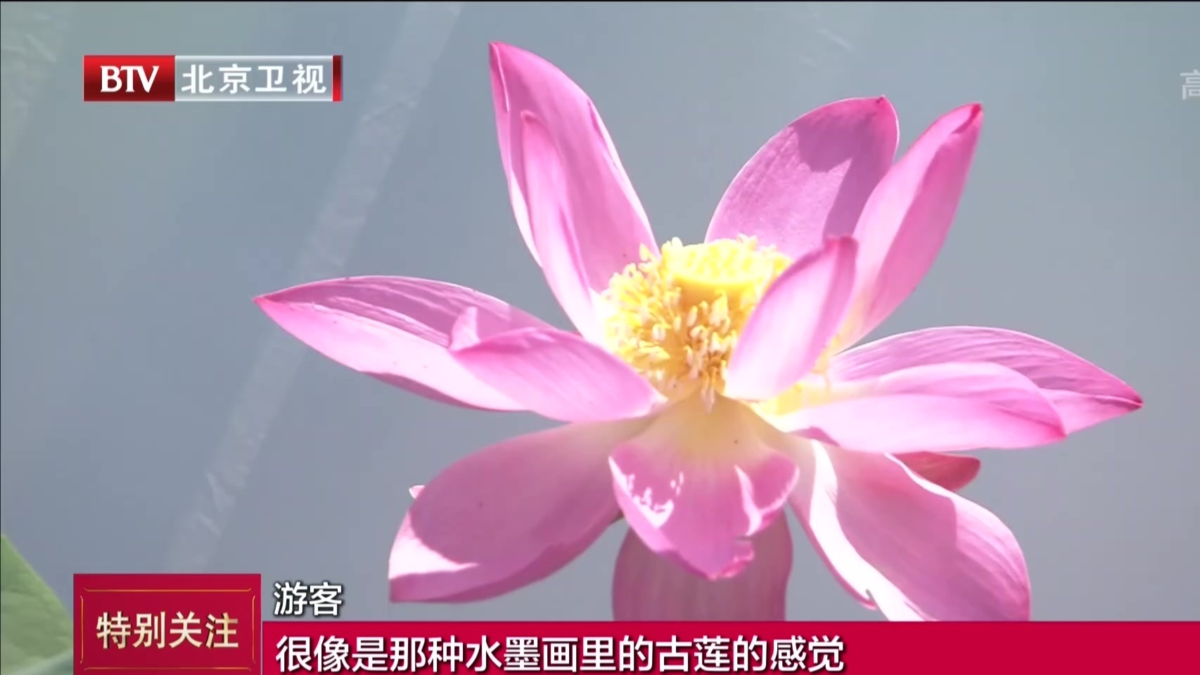 圆明园古莲二代绽放  跨越百年儿孙满“塘”