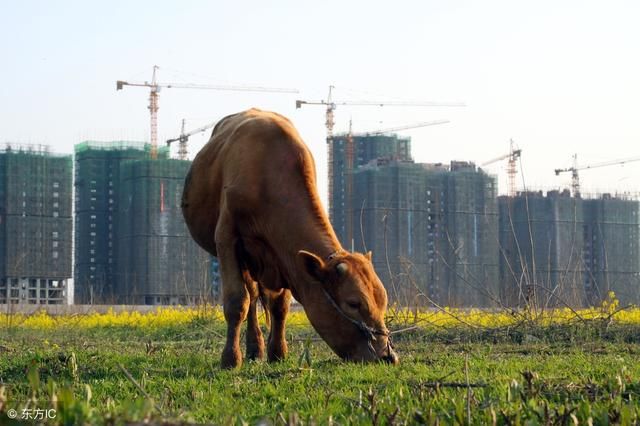 乡村振兴战略开拓了农村发展的方向,农民才是