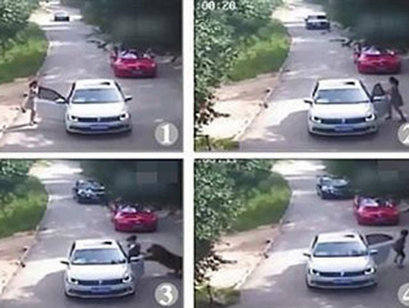 北京八达岭老虎伤人事故完整视频首度曝光 北京八达岭老虎伤人事故完整视频首度曝光