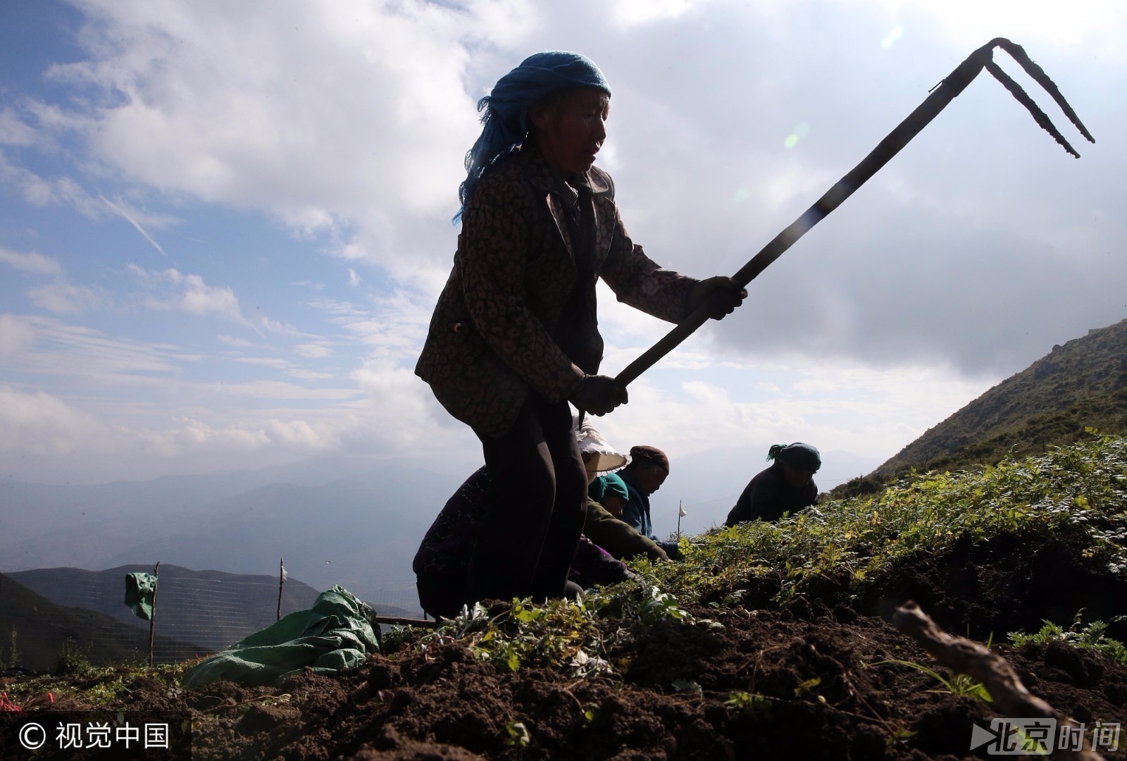 七旬老人翻山越岭岷山之巅挖药苗 日挣百元