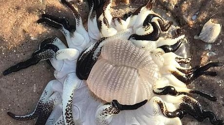 澳海滩现奇异生物:满身数十条触须似外星人 澳海滩现奇异生物:满身数十条触须似外星人