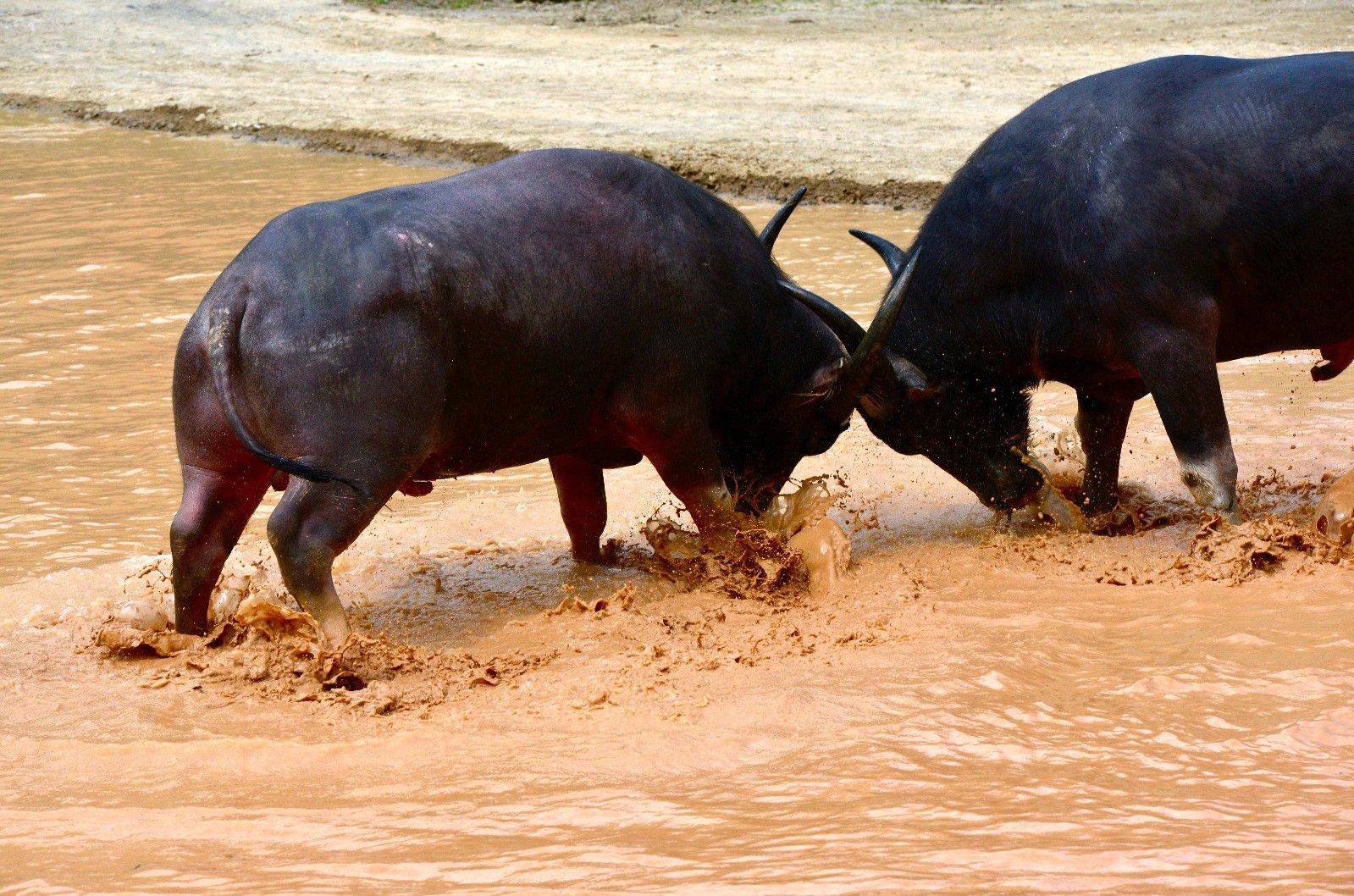 榕江县七十二寨侗族同胞有斗牛的传统,寨寨养有斗牛,以斗牛胜利为荣