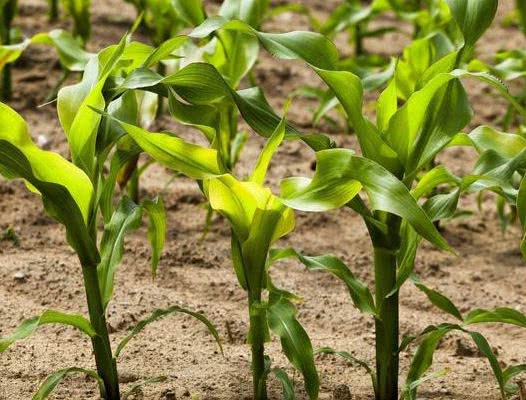 农民不种玉米种它,亩产1万斤,批发2元一斤亩赚