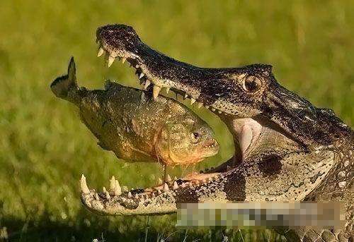 亚马逊河杀手排行榜上排首位 食人鱼拿它没办