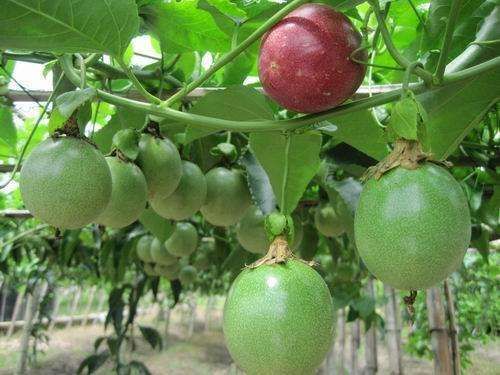 家里有空地别傻傻的种菜,不妨种上这些的果树,果实摘到手发软