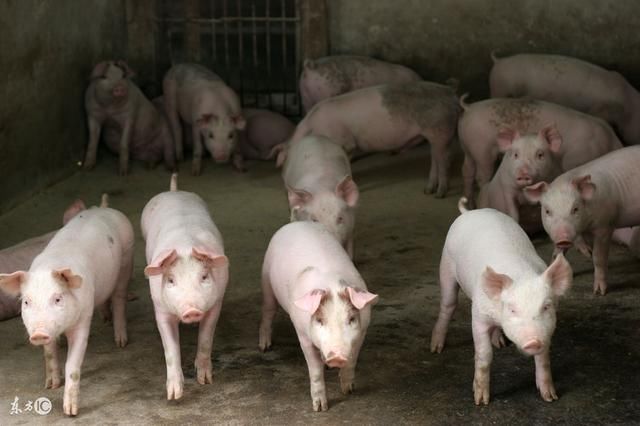 农村做养殖行业,手里只有十多万能做什么?