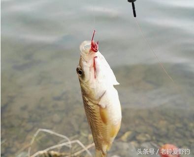 蚯蚓好钓鱼众所周知,可用蚯蚓钓鱼应该用什么