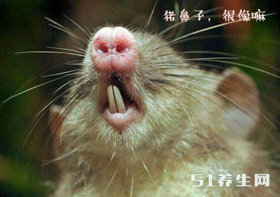 【猪鼻鼠】地球之巨大真是无奇不有，打从印尼发现了“猪鼻鼠”这种新物种后。。