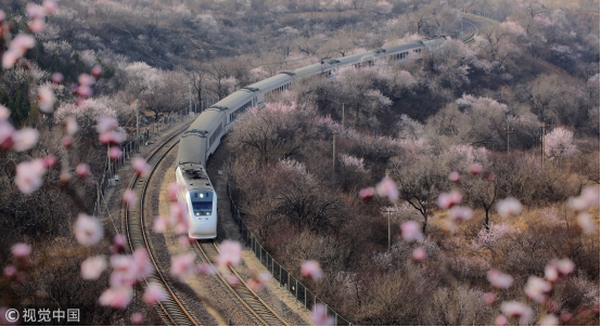还要坐飞机去日本看樱花?这趟开往春天的列车