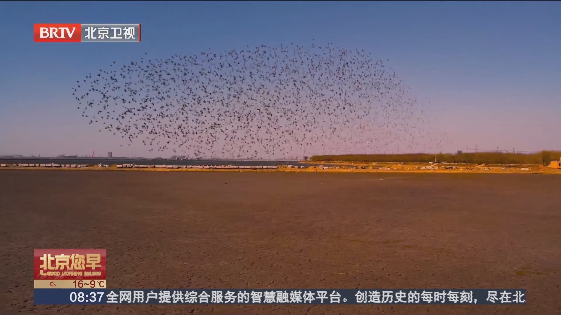 揭秘营口鸟浪奇观_北京时间
