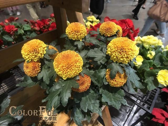 2018昆明零交会,除了花花世界,还有哪些看点?