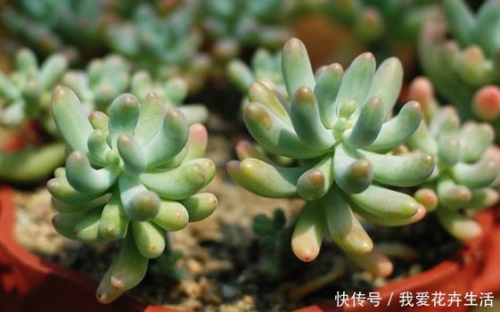 多肉植物如何选择土壤,才能免去死亡的命运