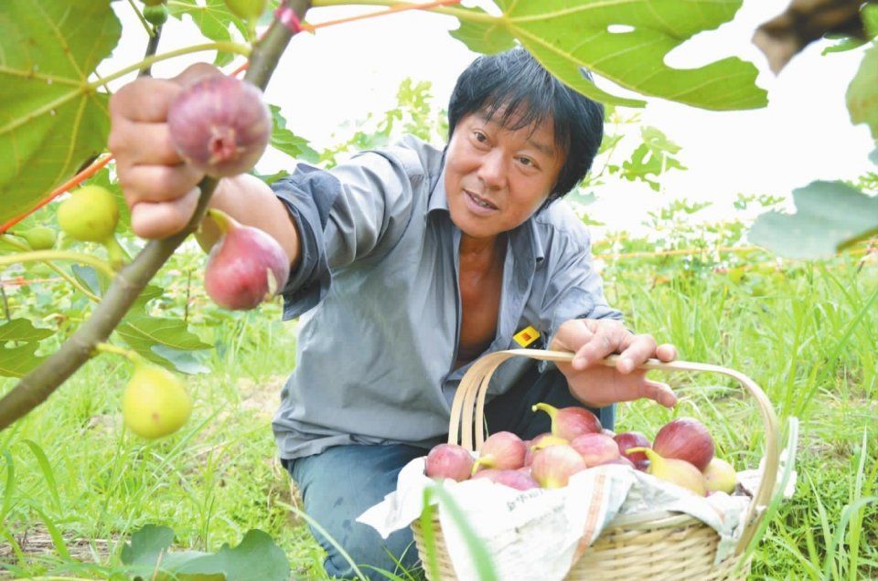 农村常用的土方,无花果治痔疮,内痔外痔混合痔