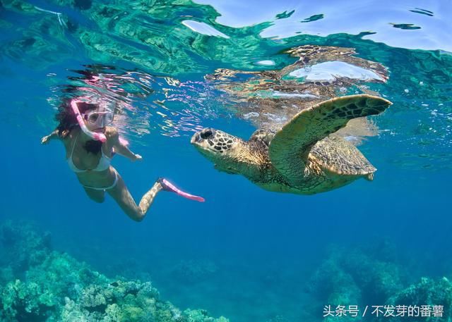 如果给你报销来回机票,你会选择去泰国,还是去