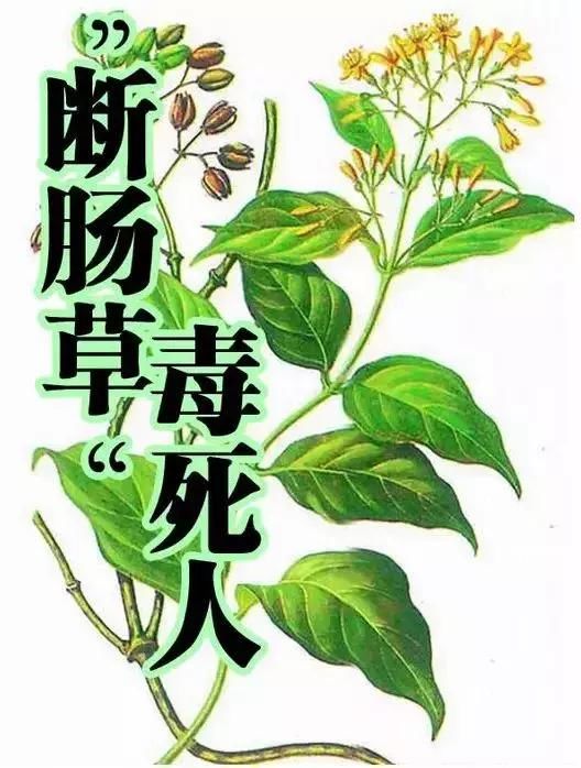 清明扫墓见到这种花千万不要摘,是毒药之王!