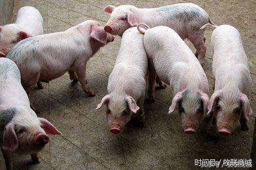 惨痛养猪真的不容易给猪友们敲个警钟千万注意养猪赚钱才有保障