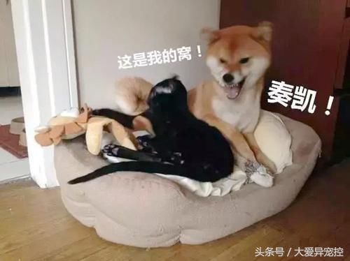 黑猫和柴犬抢沙发,柴犬怒的龇牙,黑猫一巴掌柴