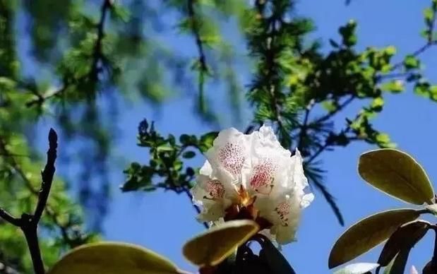 羊角花又开的5月,川藏线的起点成都,三大著名