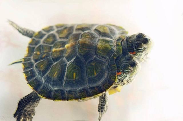 《风云2》徐福饮凤血长生,那么现实中乌龟血输