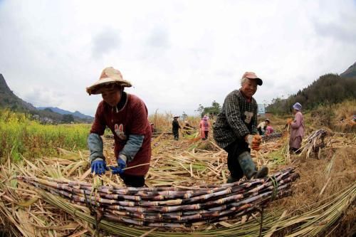 广西农村里的高收入越南人,你知道他们一天的