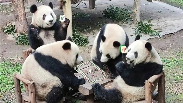 深得川渝人真传！四只大熊猫凑一桌像是打麻将