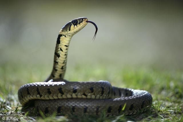 属蛇人:2018干什么最容易发财?快来看,别错过!