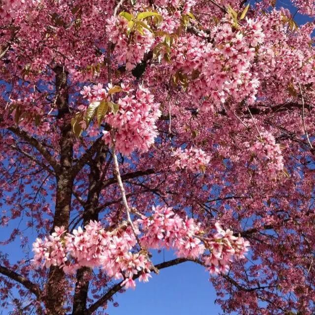 腾冲至樱花谷景区公路路面铺设全线完成