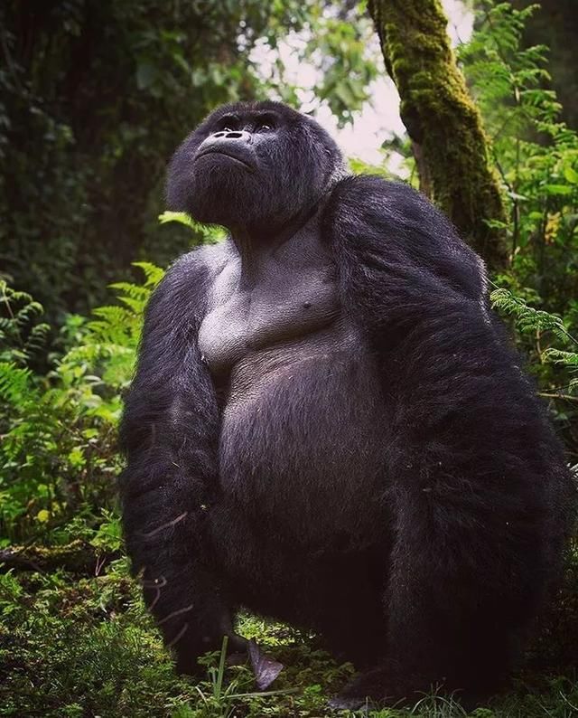 非洲最安全的国家,去往浴火重生的卢旺达,来一