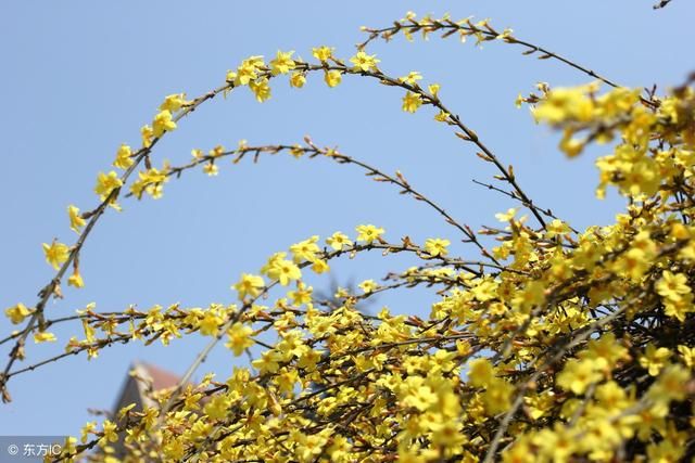 迎春花我国常见,春天黄花满枝,深受人们喜爱,易扦插易栽种