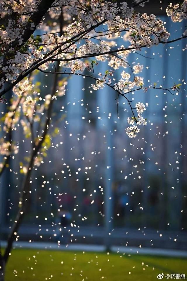 高晓松的诗和远方,大概就是晓书馆的模样