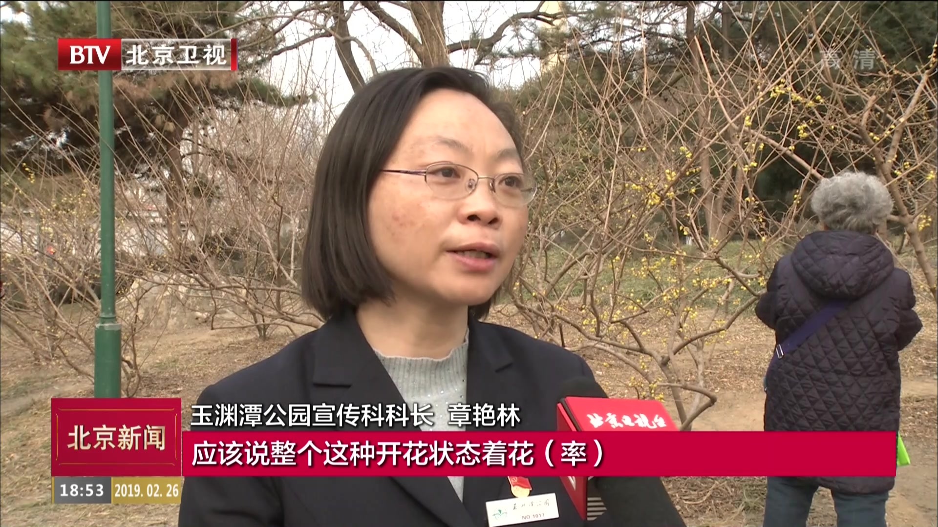 京城蜡梅进入观赏期 3月初首批春花将陆续开放 京城蜡梅进入观赏期 3月初首批春花将陆续开放