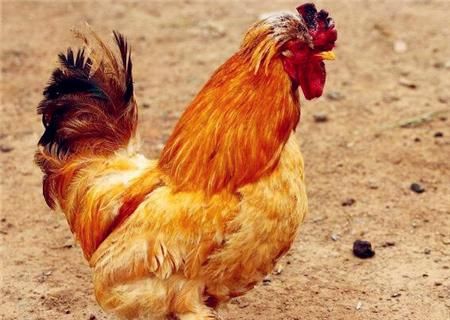 2018年养鸡国家有补贴吗?补贴标准是多少?