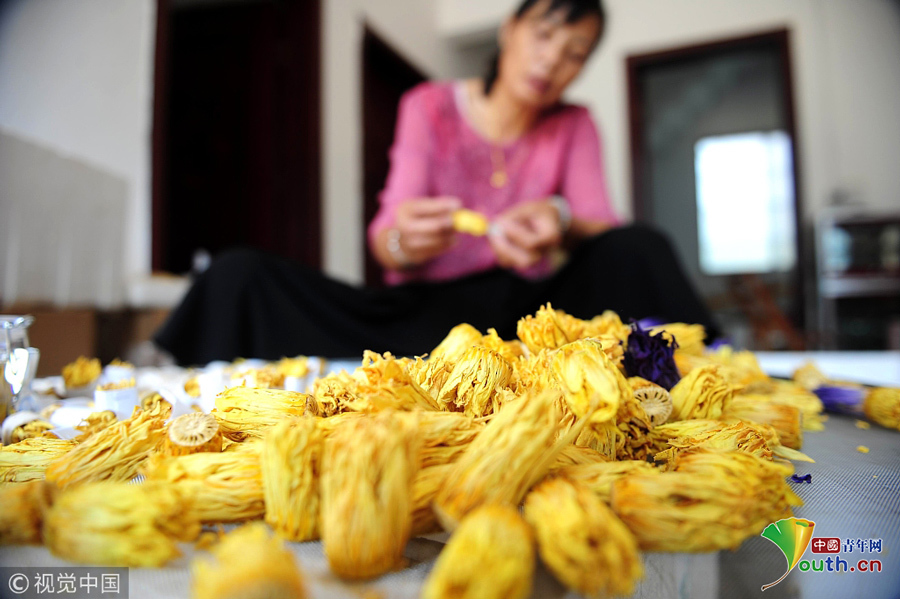 2018年9月23日，广西柳州，柳北区石碑坪镇下陶村的农民覃向鲜在分拣已经晾晒干了的九品香莲。