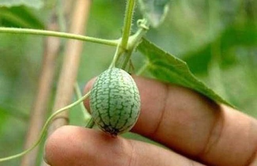 挑选优质成熟西瓜有三招 如何正确地吃你不一