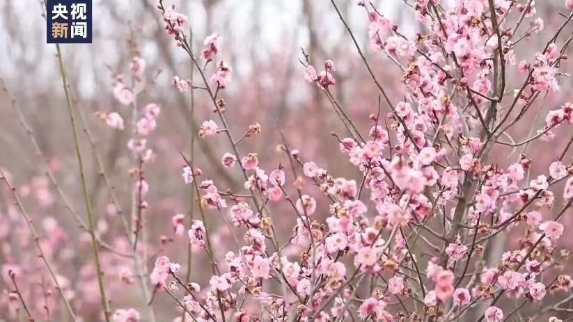 过敏是免疫力低下吗?花粉过敏五大误区,您知道吗? 过敏是免疫力低下吗?花粉过敏五大误区,您知道吗?