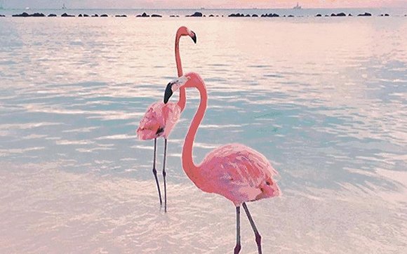 而今年ins已有新三宝:仙人掌,菠萝,火烈鸟