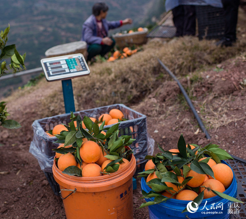 高清组图:奉节脐橙喜获丰收 果农开心采摘忙